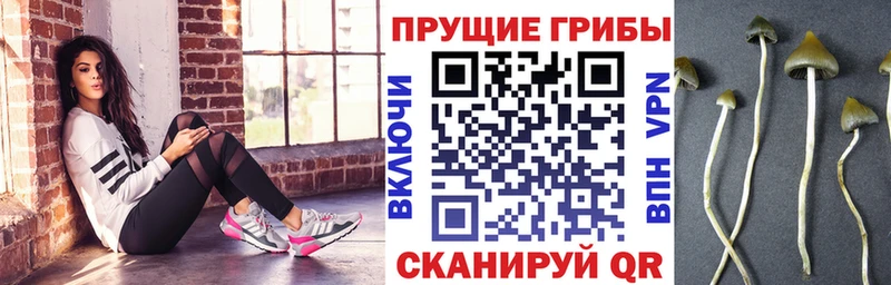 Галлюциногенные грибы MAGIC MUSHROOMS как найти наркотики это телеграм Брюховецкая